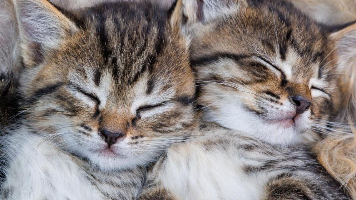 Tiny, Soot-Covered Kittens Rescued After Fire Have the Sweetest Meows of Relief 
