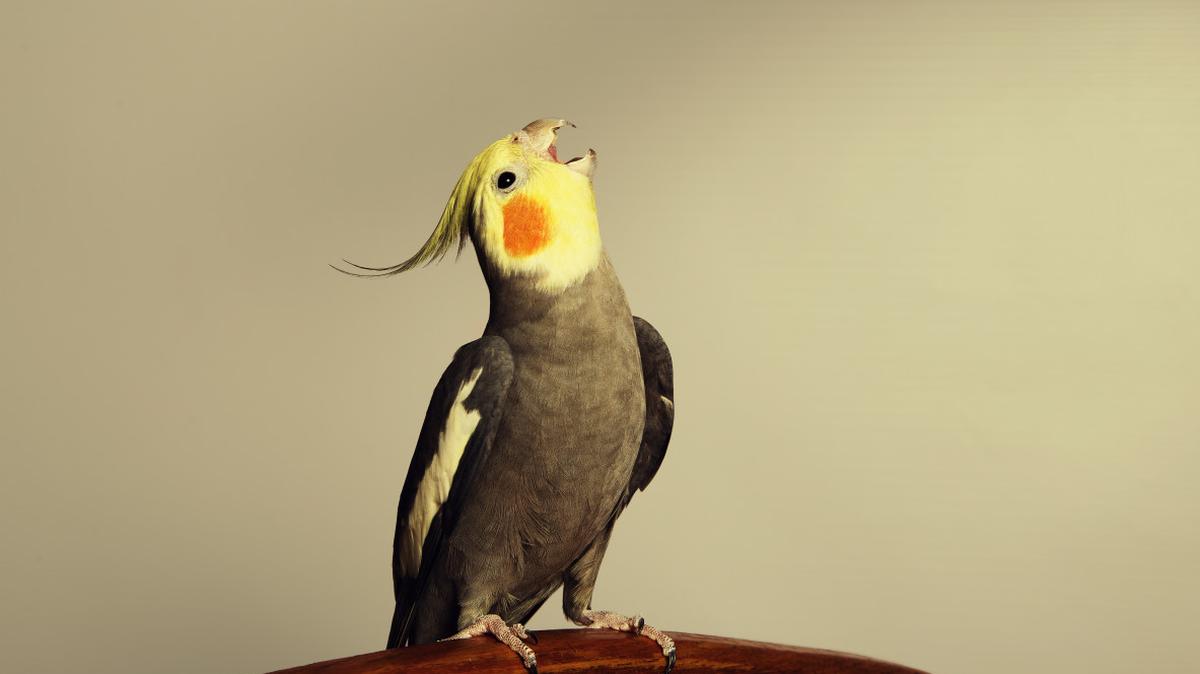 Cockatiel singing.