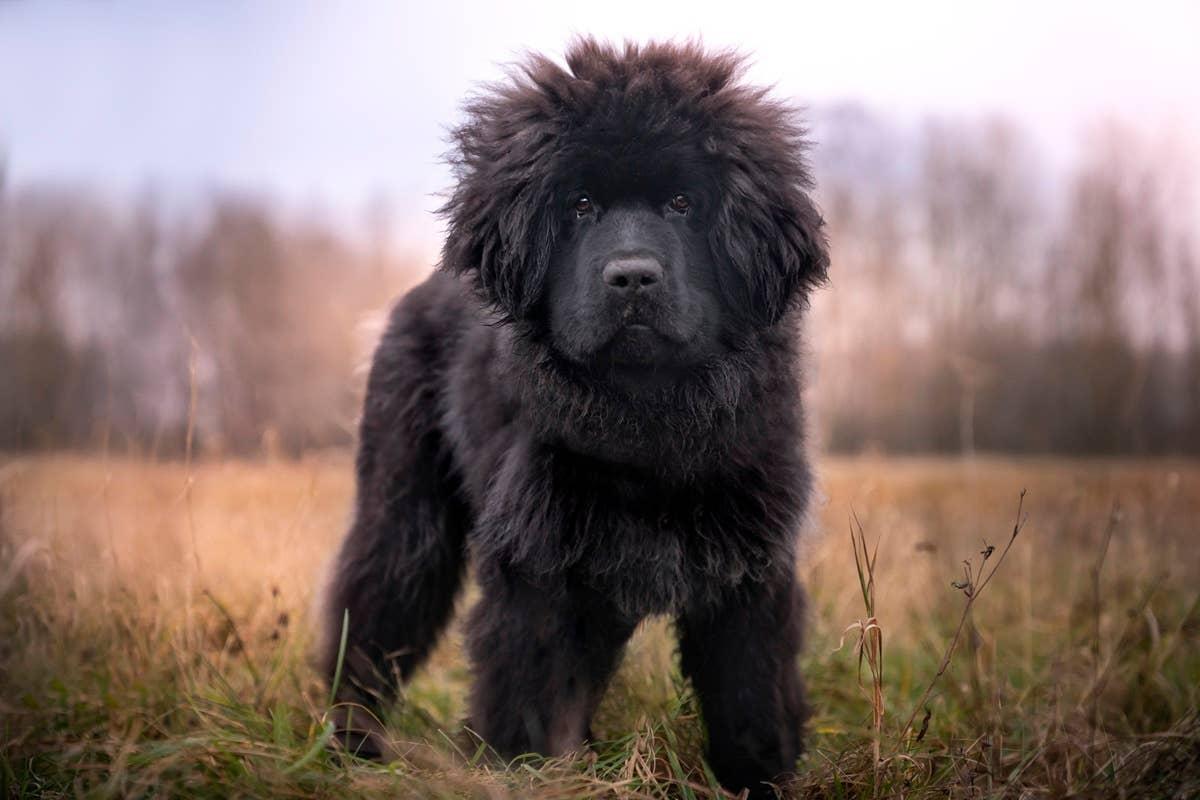  A Newfoundland puppy that is hardworking lik people born in December.