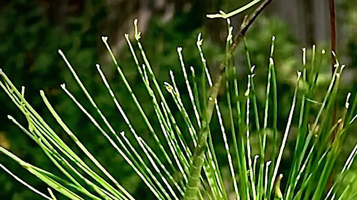This Green Anole lizard perches in a Queen Tut papyrus tuft of foliage as he hunts for brunch. (Norman Winter/TNS)