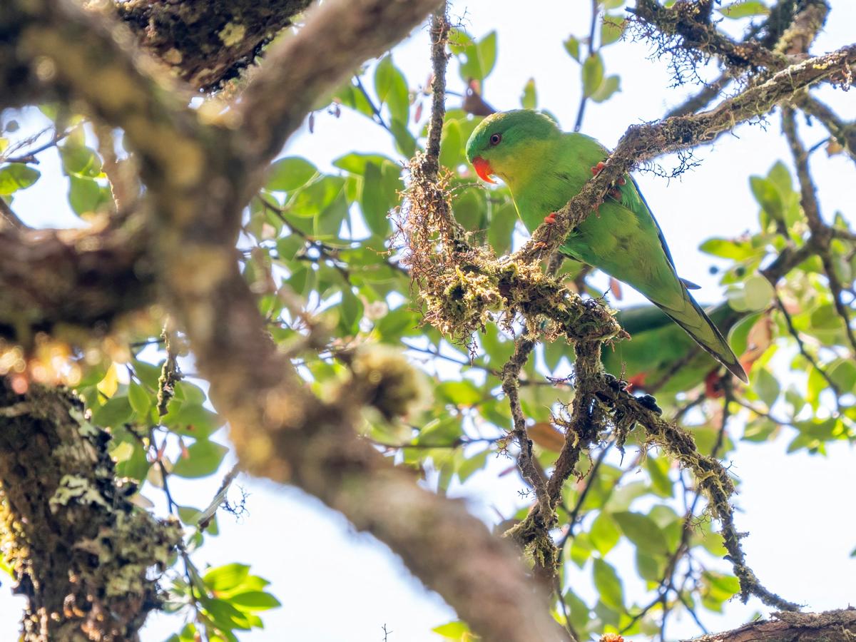 The Blue-fronted Lorikeet in the highlands of Mount Kapalatmada in Buru, Indonesia, in this photograph taken in April 2026 and released on June 1, 2026. James Eaton/Handout via REUTERS