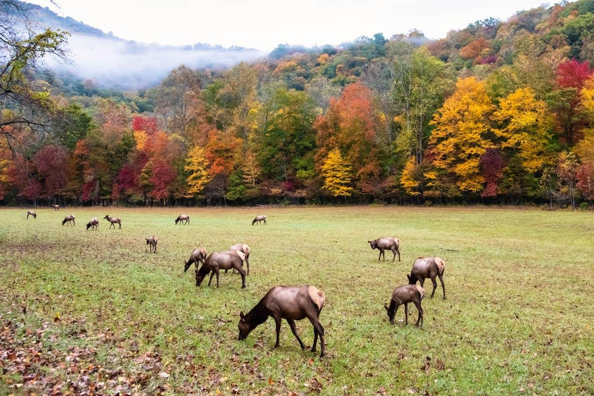  Elk herd roaming open grasslands in the Great Smoky Mountains region.