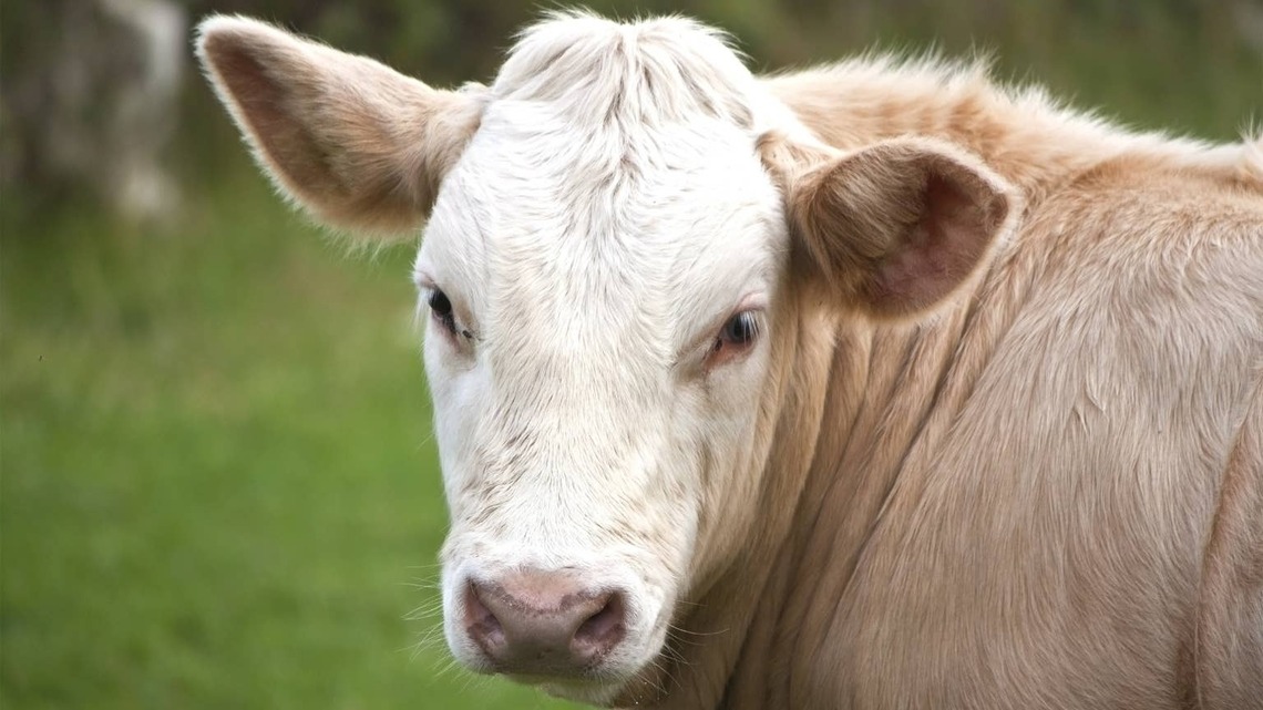 Rescue Cow Meets His New Herd, and the Zoomies Say It All 
