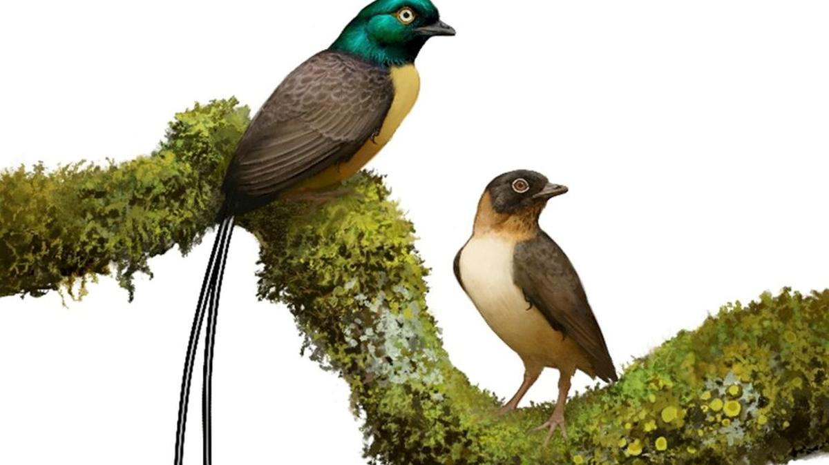 A potential male and female of the newly named taxa Plumadraco bankoorum. (Artwork by Ville Sinkkonen via SWNS). 