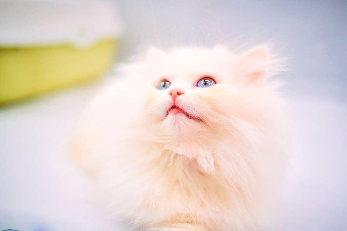  A fluffy Persian cat with blue eyes looking off into the distance.