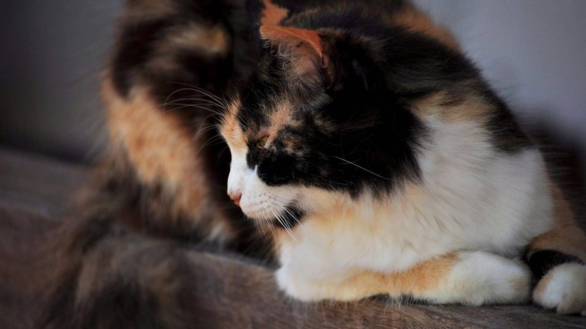 Calico Cat Sings 'Old MacDonald' With Mom and Hits Her Part Right on Cue