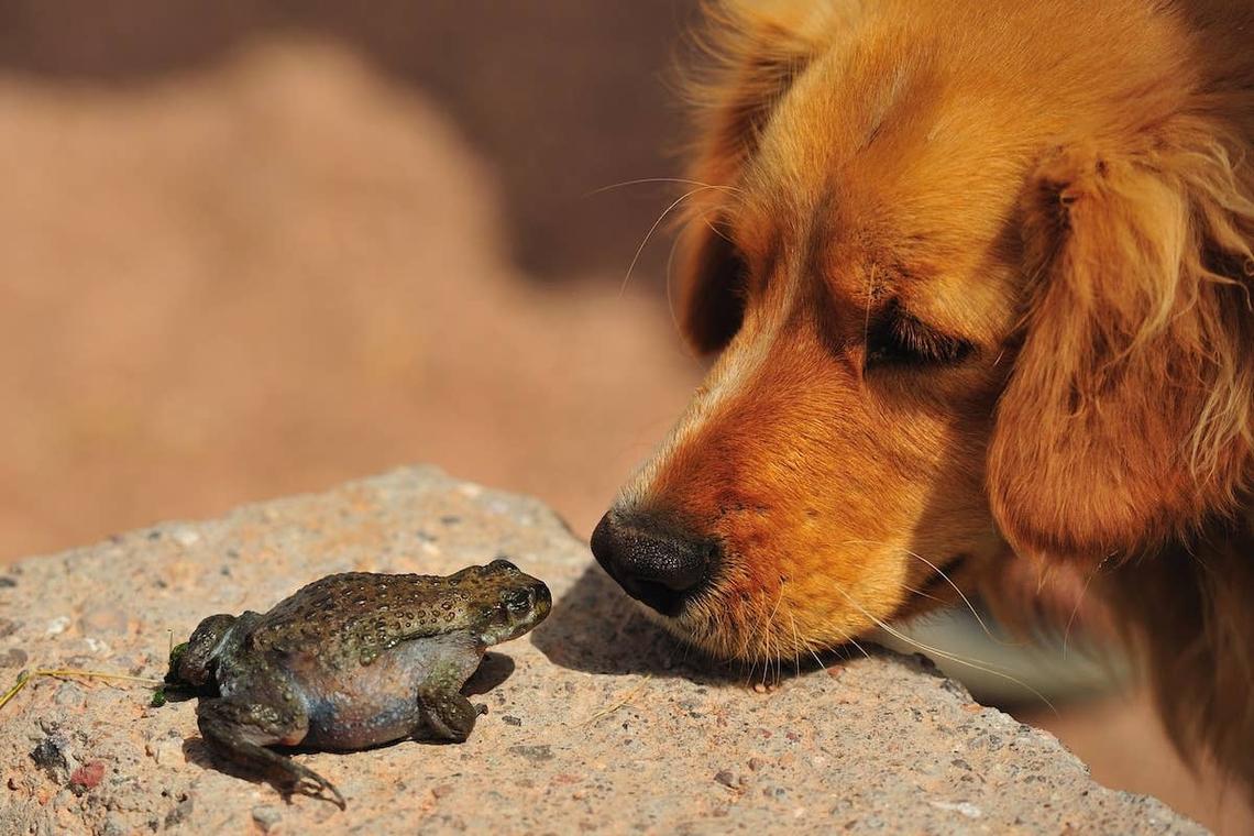  A Golden Retriever with a frog. 