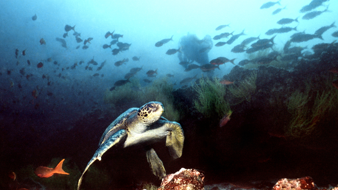 As world braces for ‘super' El Niño, research suggests global warming has increased its punch 