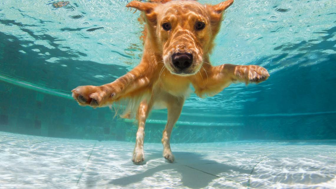 Golden Retriever Waits 4 Weeks for This Pool Moment and It's Too Good