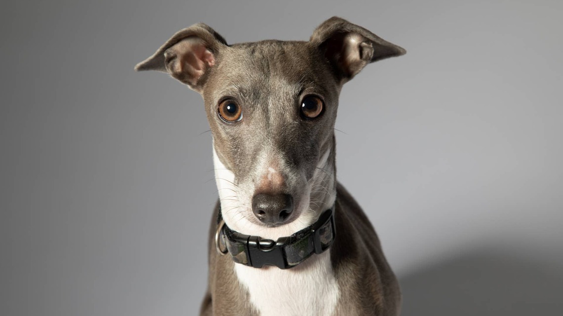 Dog Dad Plays ‘Never Have I Ever' With His Italian Greyhound, and the Answers Are Very Telling 
