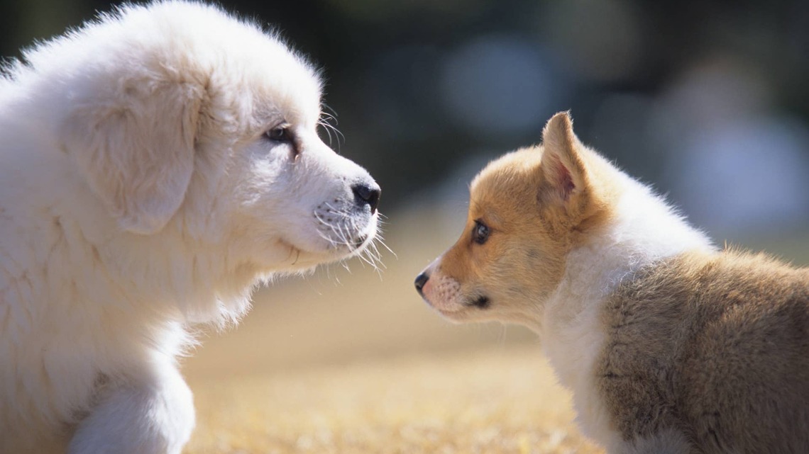 Dog Siblings Battle for Title of 'Fastest Fisher' Is the Most Precious Thing You'll See This Week 