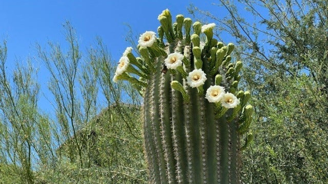 Scottsdale hiker loses consciousness after saguaro lands on top of her