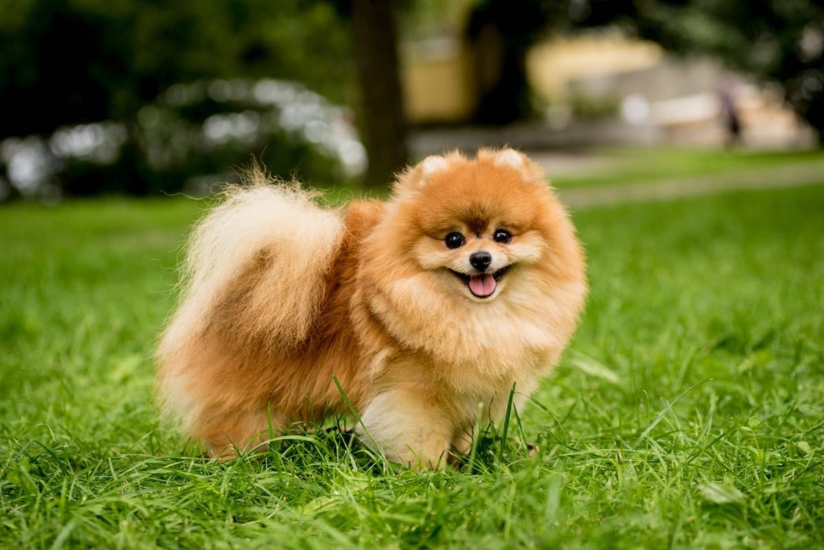  Fluffy, affectionate dog that loves constant companionship.