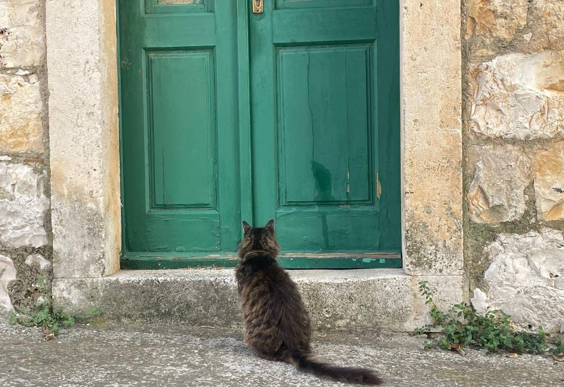  A cat waiting to enter the house.