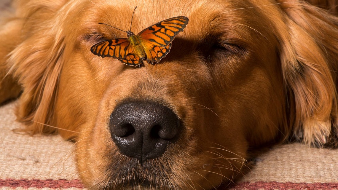Golden Retriever Feels a Monarch Butterfly Land on Him Like a Scene From a Fairy Tale 