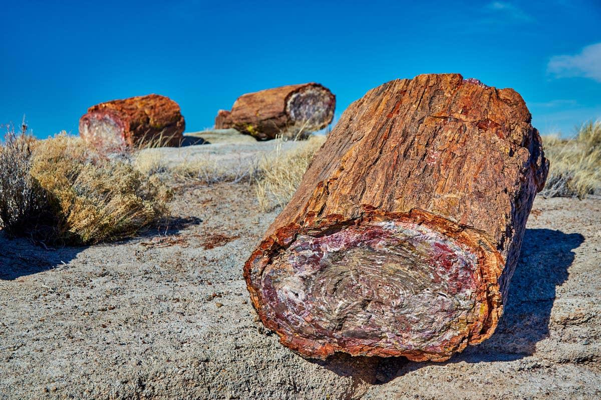  Petrified Forest State Park is a snake-infested area in Arizona.