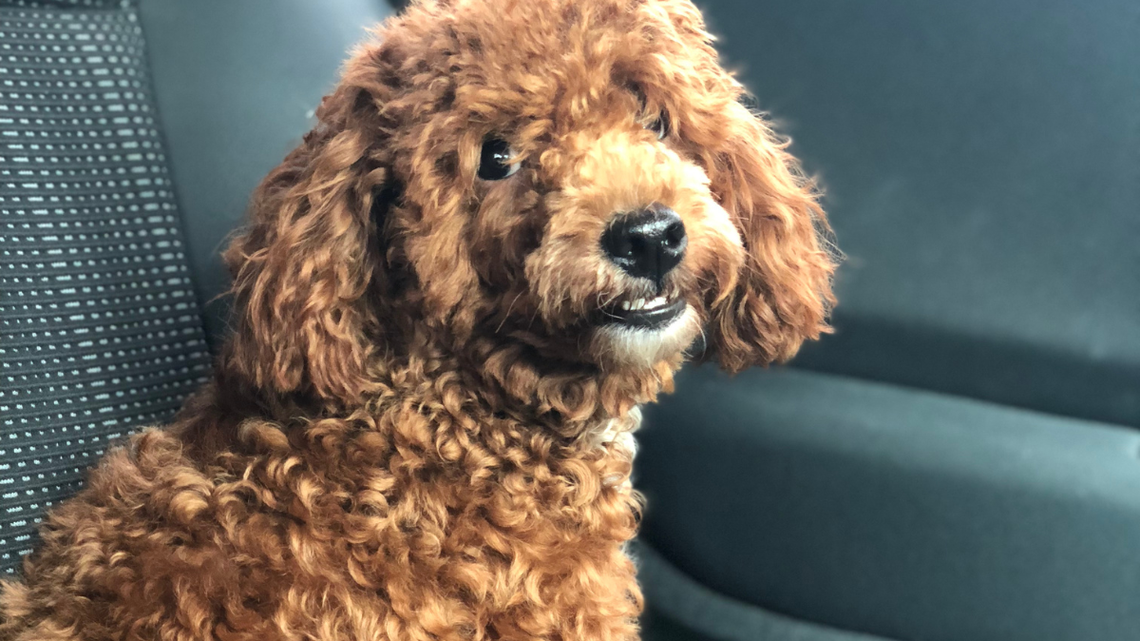 Unbothered Maltipoo Pup Stays Zen While Mom Spirals Over Traffic and It's So Funny 