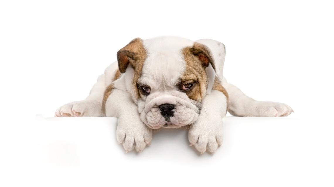 Roly-Poly English Bulldog Puppy Has the Cutest Struggle To Get Onto a Shelf 