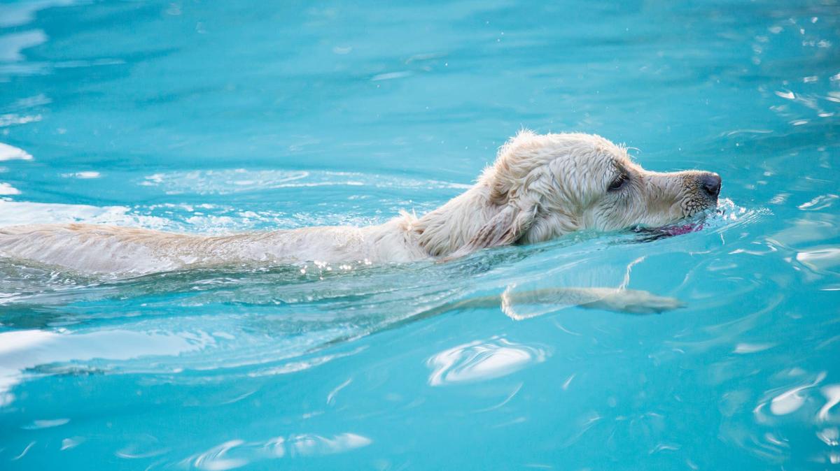 dog swimming in pool.