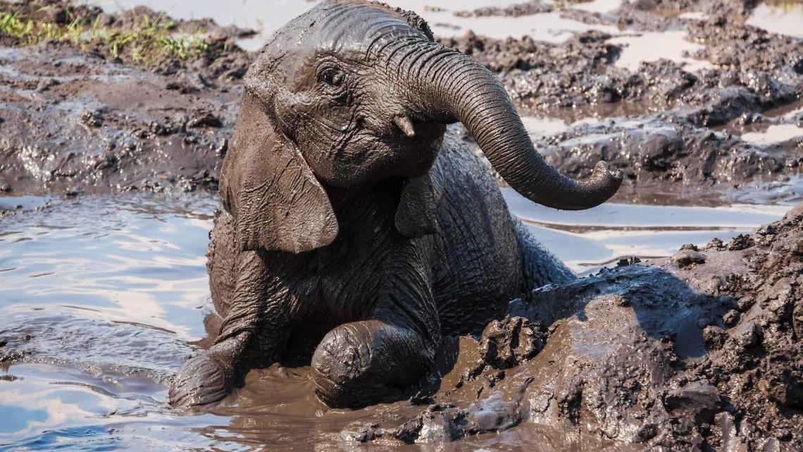 A baby elephant mud bathing. 