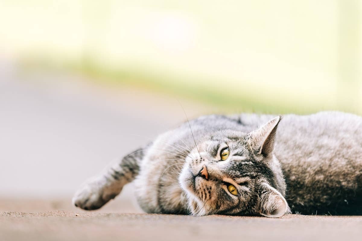  A playful cat enjoying the warm climate outdoors.
