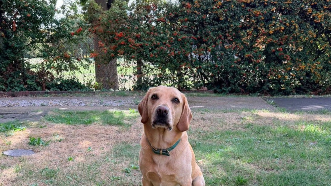 Good boy! Watch Labrador haul giant stick through tunnel 