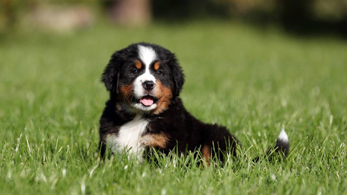 This Litter of Bernese Mountain Dog Puppies Has the Cutest Morning Routine Ever 