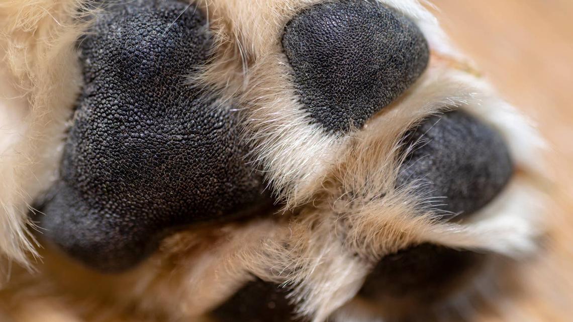 Golden Retriever paws.