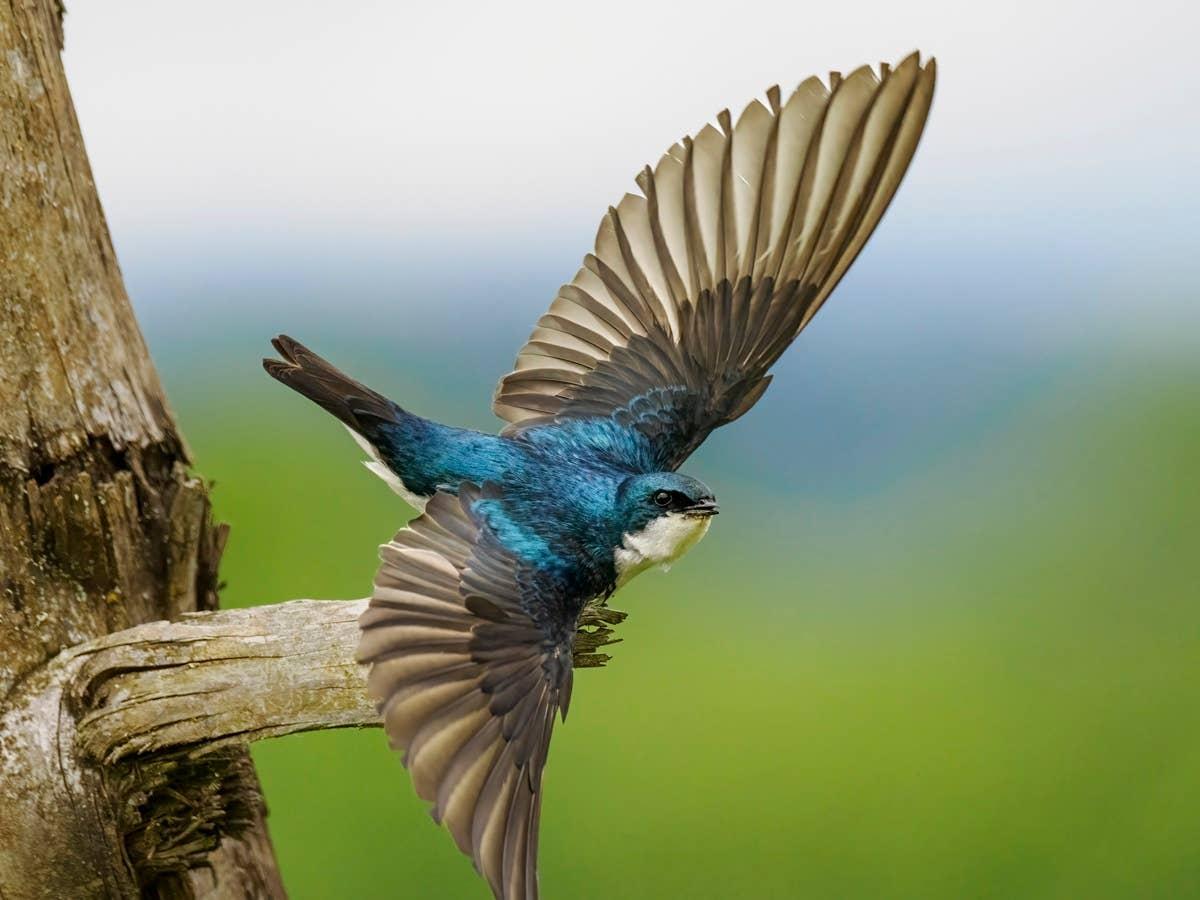  A curious swallow reflecting its June birth month personality.