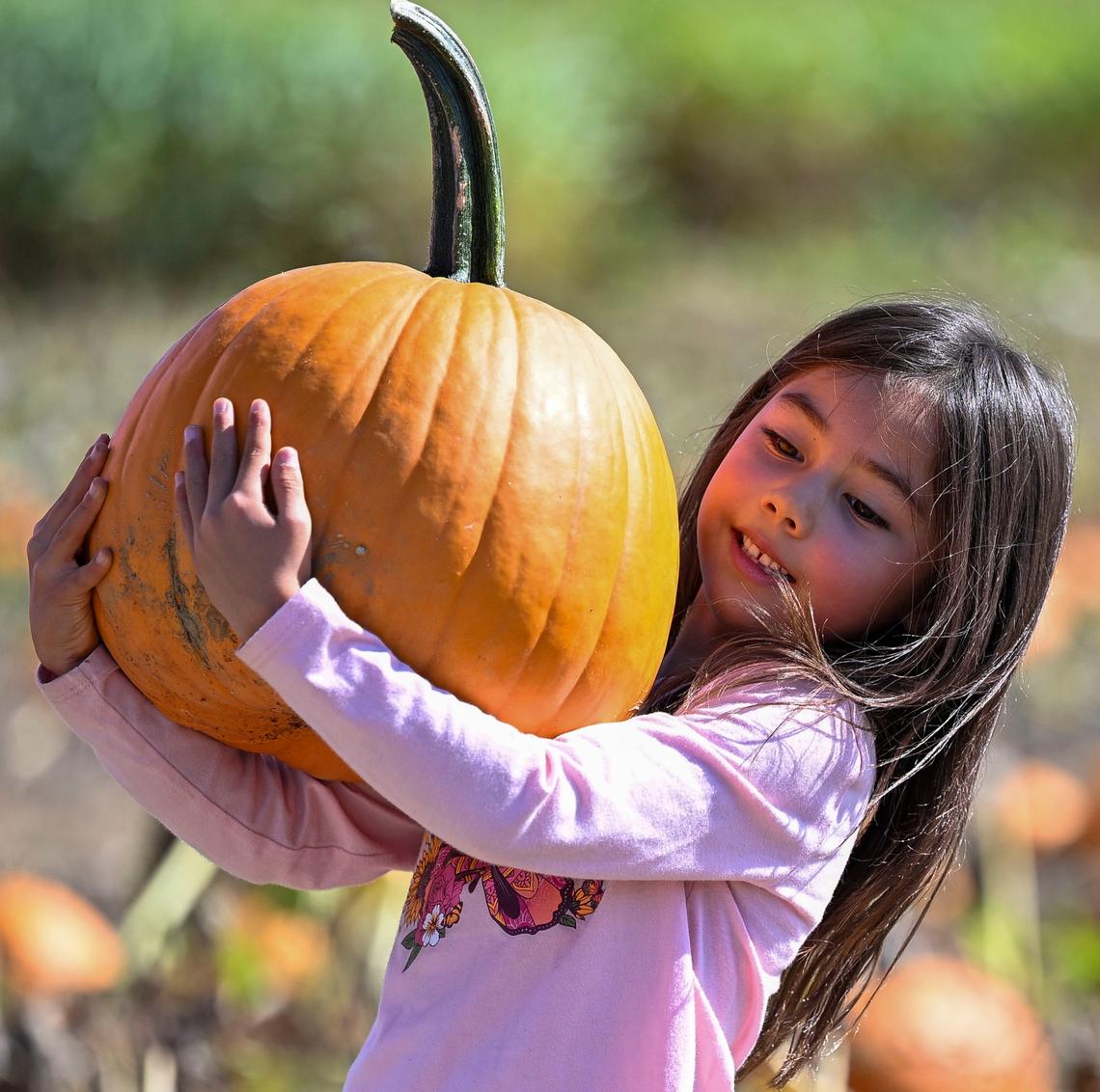 Find your fall pumpkin at Ironwoods Park. There will be crafts, face painting, inflabable axe-throwing and more games for the whole family.