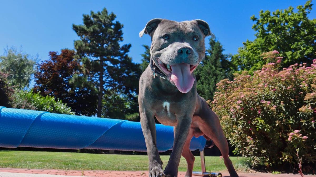 A happy Staffy sitting in some grass. 