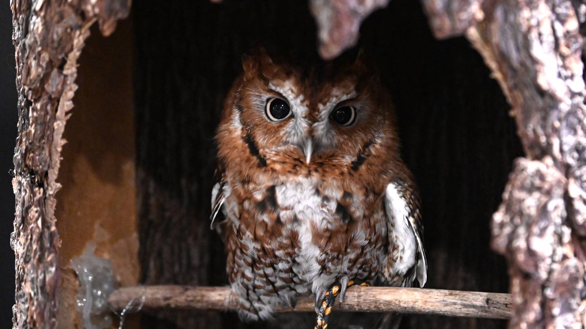 Owl Peeks Out of His Nesting Box Like He's Riding a Tiny Ferris Wheel 