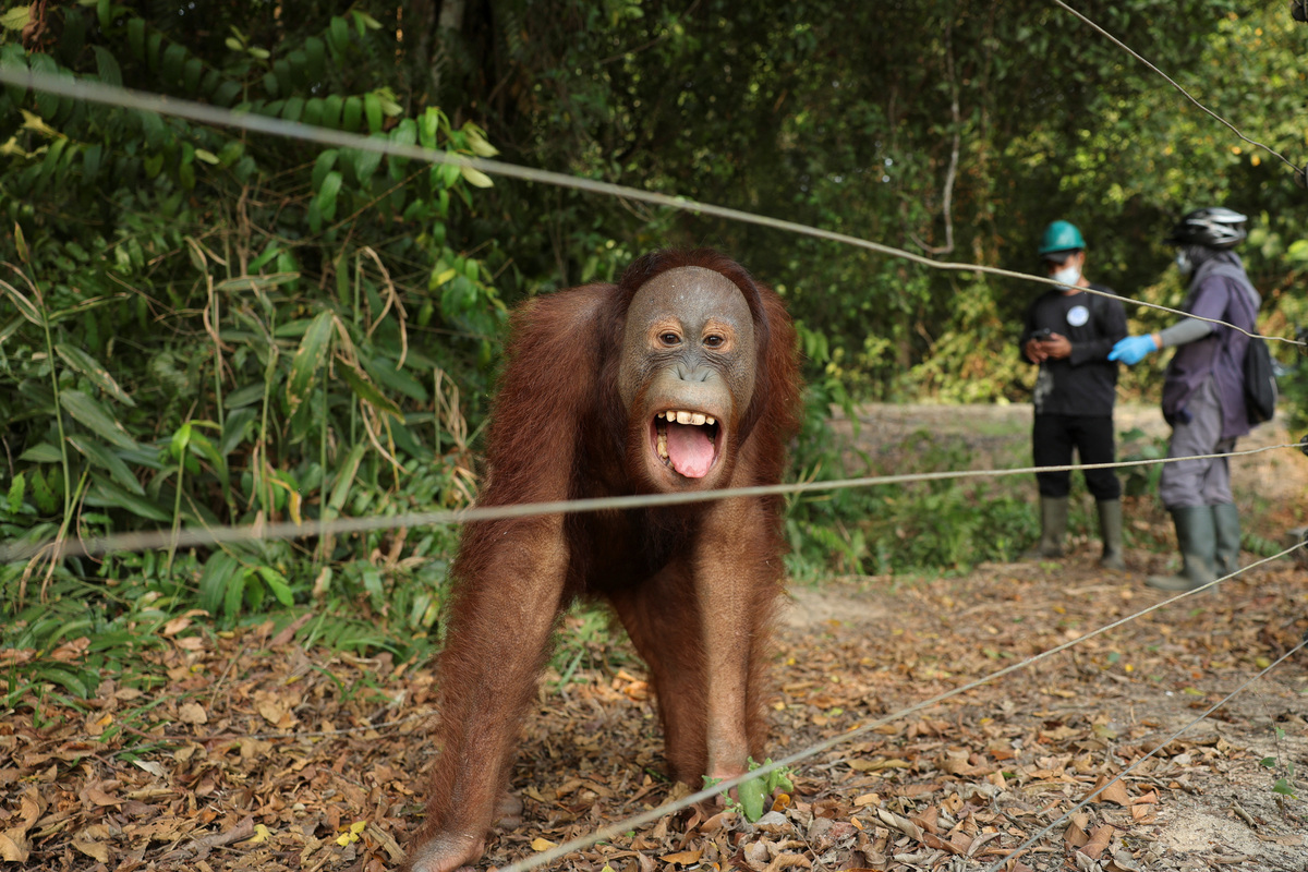 Indonesian rescue centre takes in more orangutans as fires rage ...