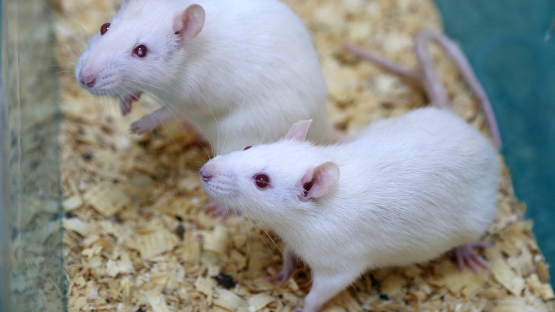 Commentary: Stop strangling mice in the name of domestic violence research 