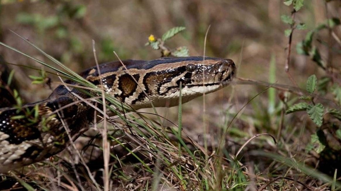 See Florida's heaviest Burmese python catch of 2026. Are the pythons in Palm Beach County? 
