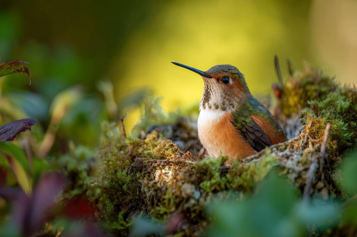  An up-close shot of a Hummingbird.