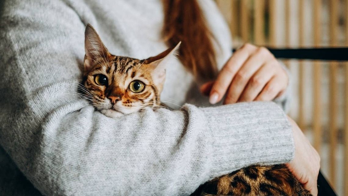 6 Affectionate Cat Breeds Perfect for Empty Nesters Looking for a Companion 