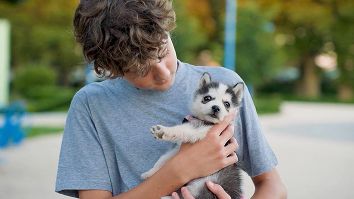 
        National Parvo Awareness Day: Recognizing and Treating Canine Parvovirus
       