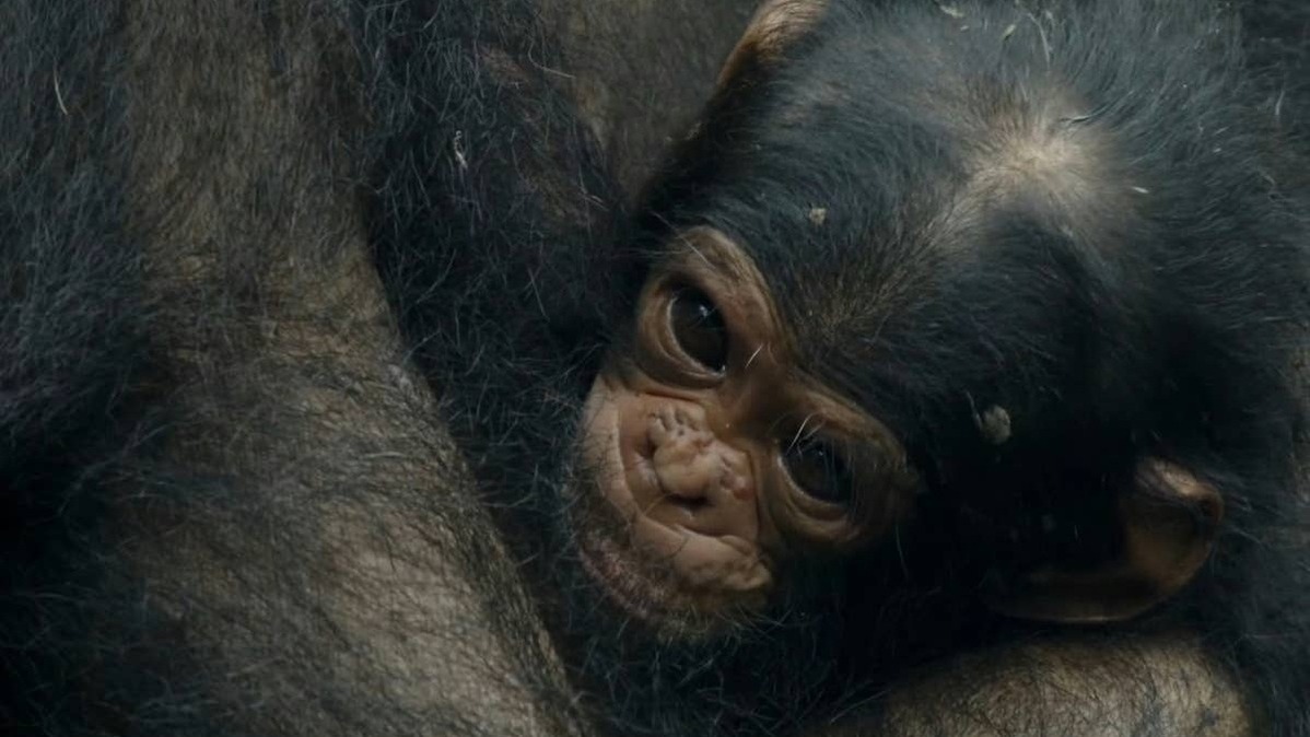 Baby chimp clinging to Mom.