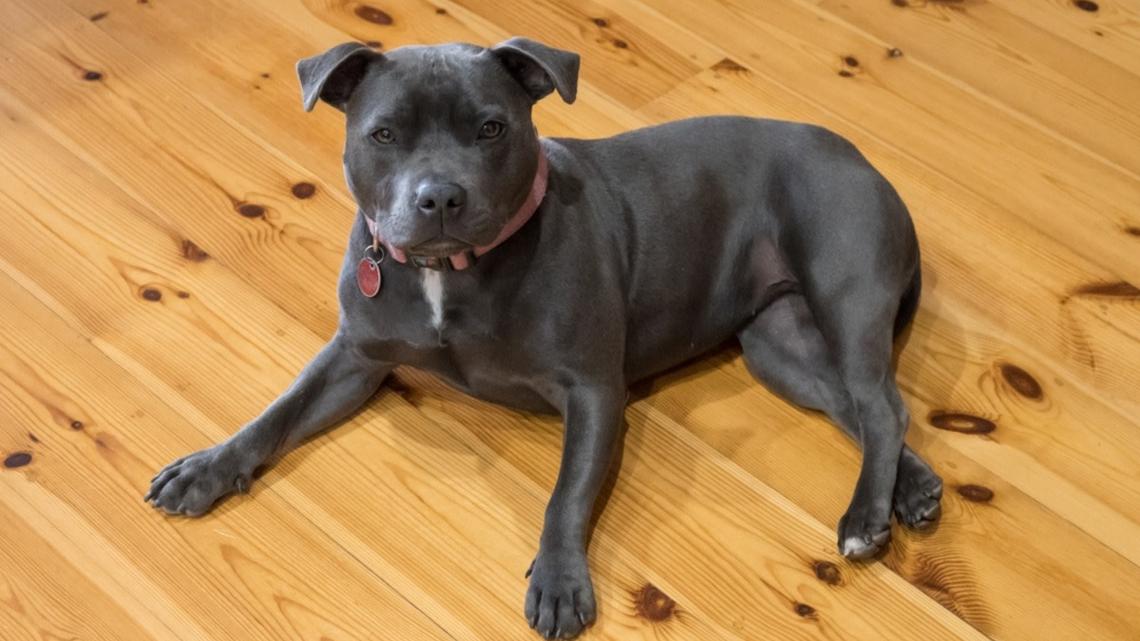 Staffy's Reaction to Dad Asking if She Wants to Go for a Run Is So Relatable 