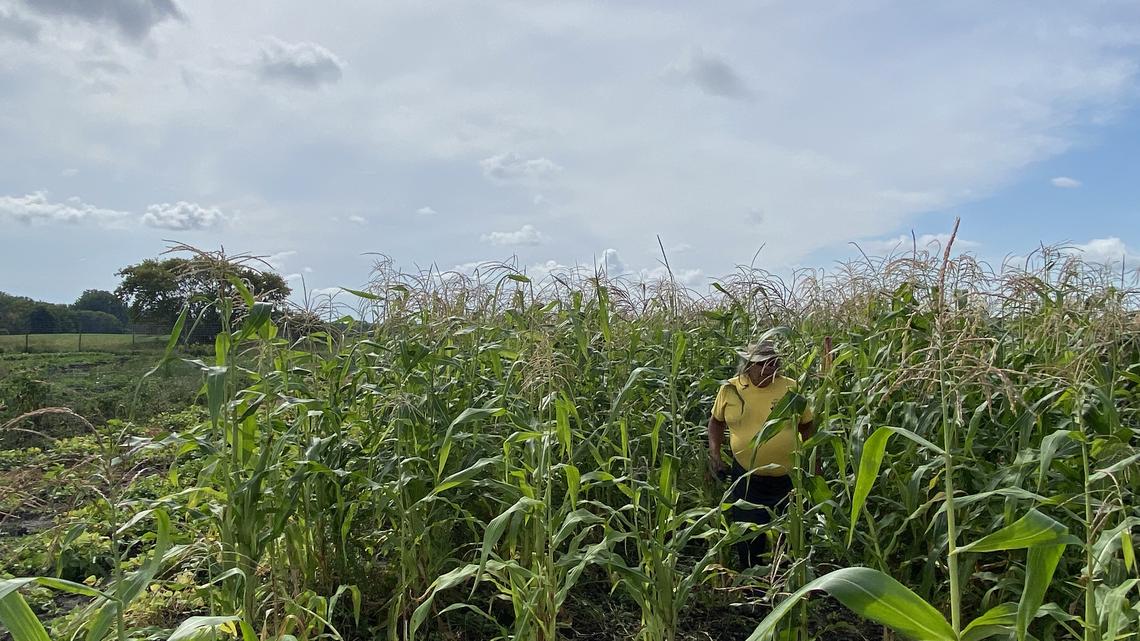 After withstanding trade war, Minnesota corn farmers’ next challenge: war in Iran