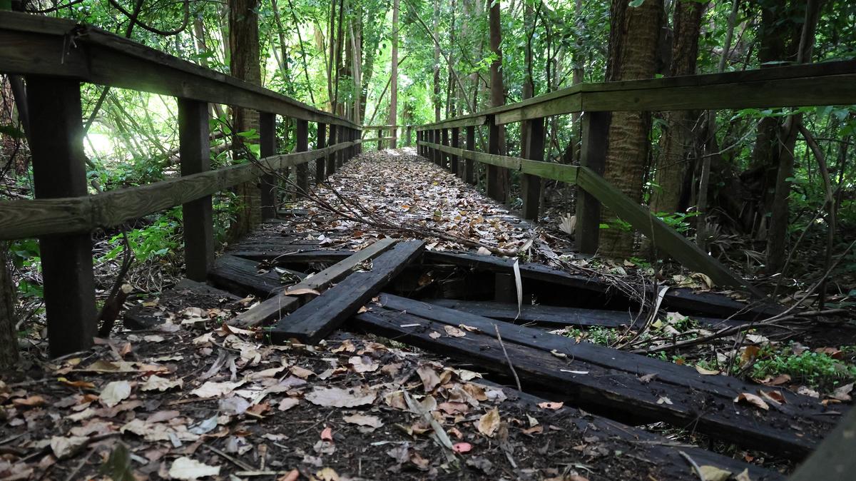The boardwalk of the nature trail at Snyder Park in Fort Lauderdale, Fla., on May 26, 2026. Residents approved a $200 million bond for parks in 2019, and seven years later, the city has spent only $59 million, mostly on planning and design. (Joe Cavaretta/South Florida Sun Sentinel/TNS)