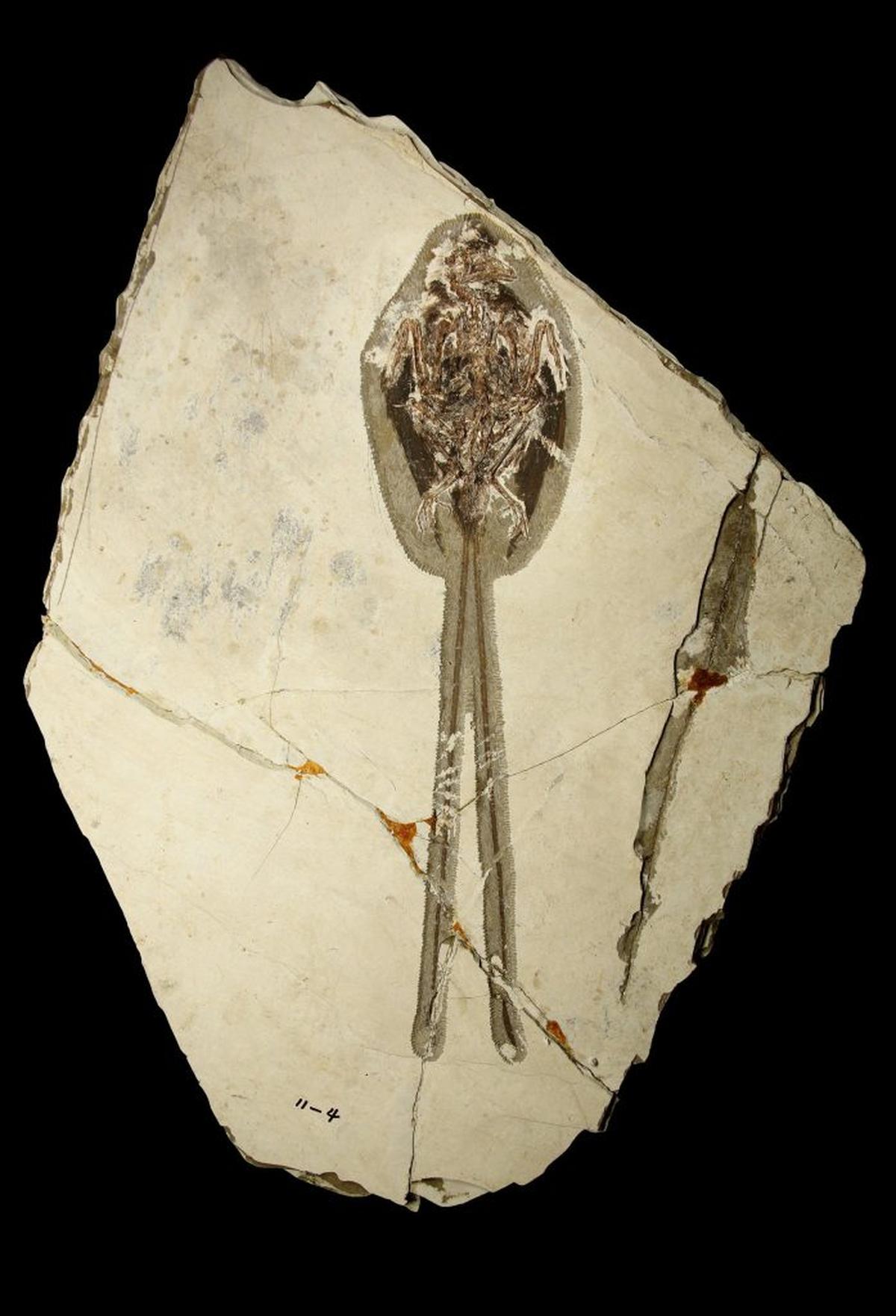  Plumadraco fossil. (Clark et al. via SWNS) 
