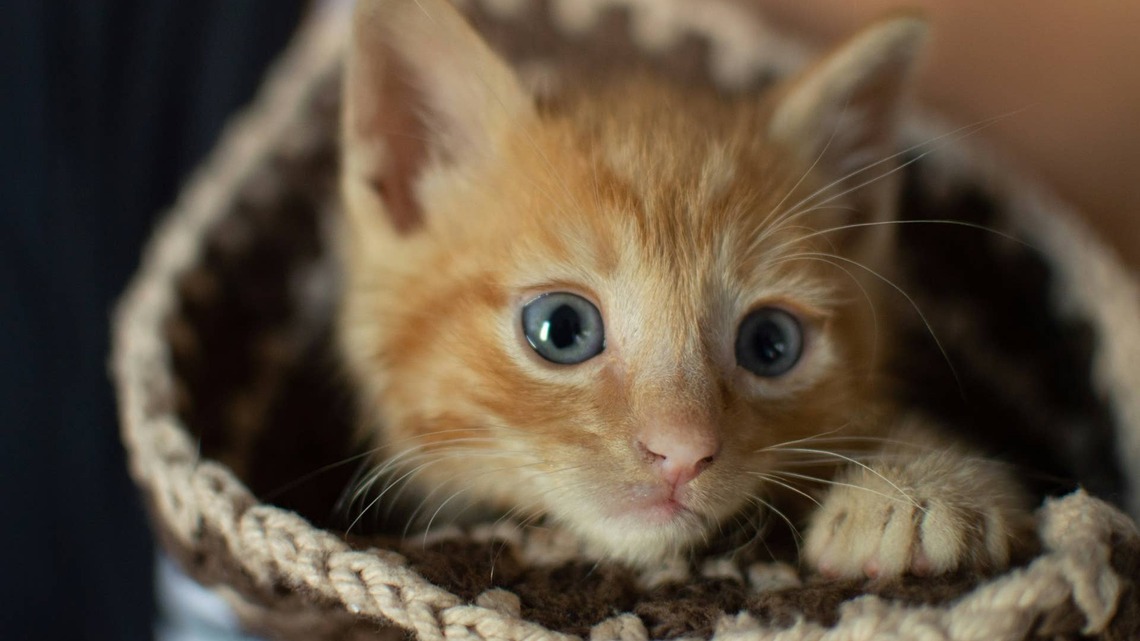 Playful Orange Kitten Is Utterly Mesmerized By Bubbles, and It's So Precious 