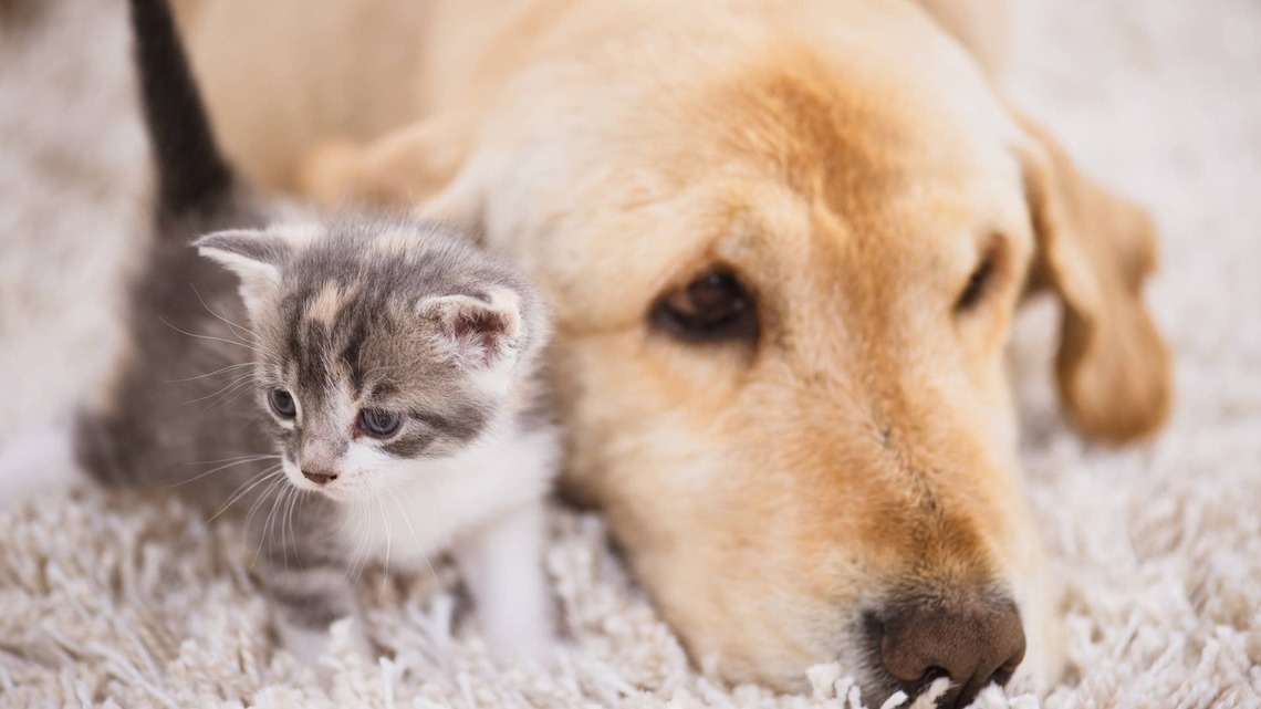 Gentle Golden Retriever Has the Perfect Response to Meeting Her Tiny Foster Kitten Sibling for the First Time 