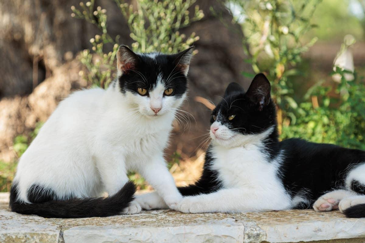  Outdoor gardens can attract cats searching for food and shelter.