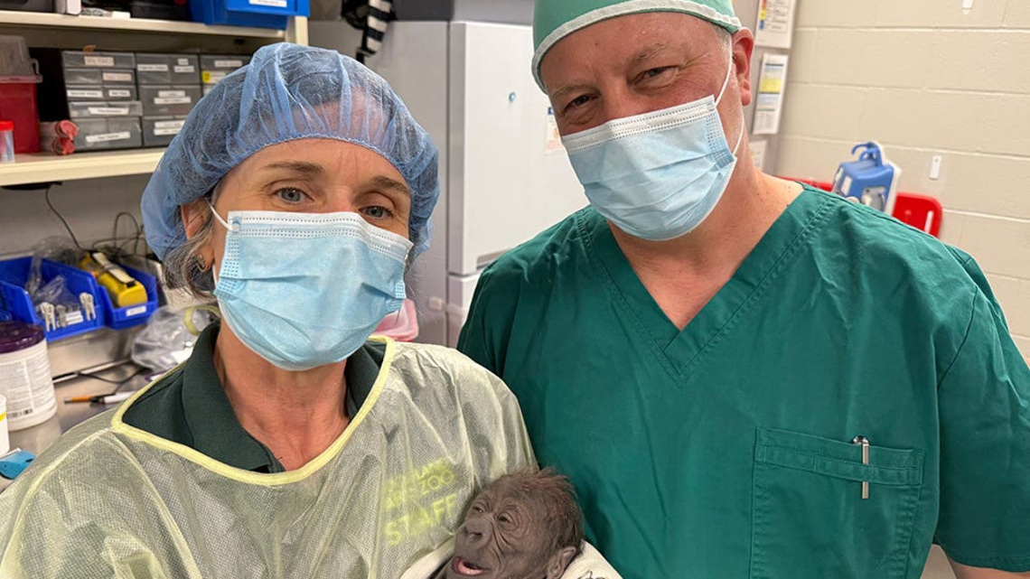 In a Washington first, Seattle zoo's newest gorilla born by c-section 