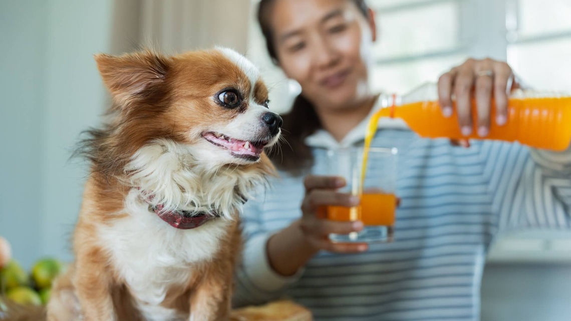 Looking for Stuffing-Free Dog Toys? This 'Perritos' Bottle Toy Crunches Without the Mess 