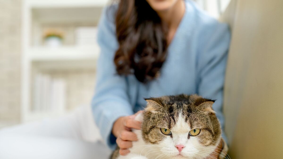 A stock image of a cat sitting on the couch with a grumpy look as the owner has her hands on its back. 
