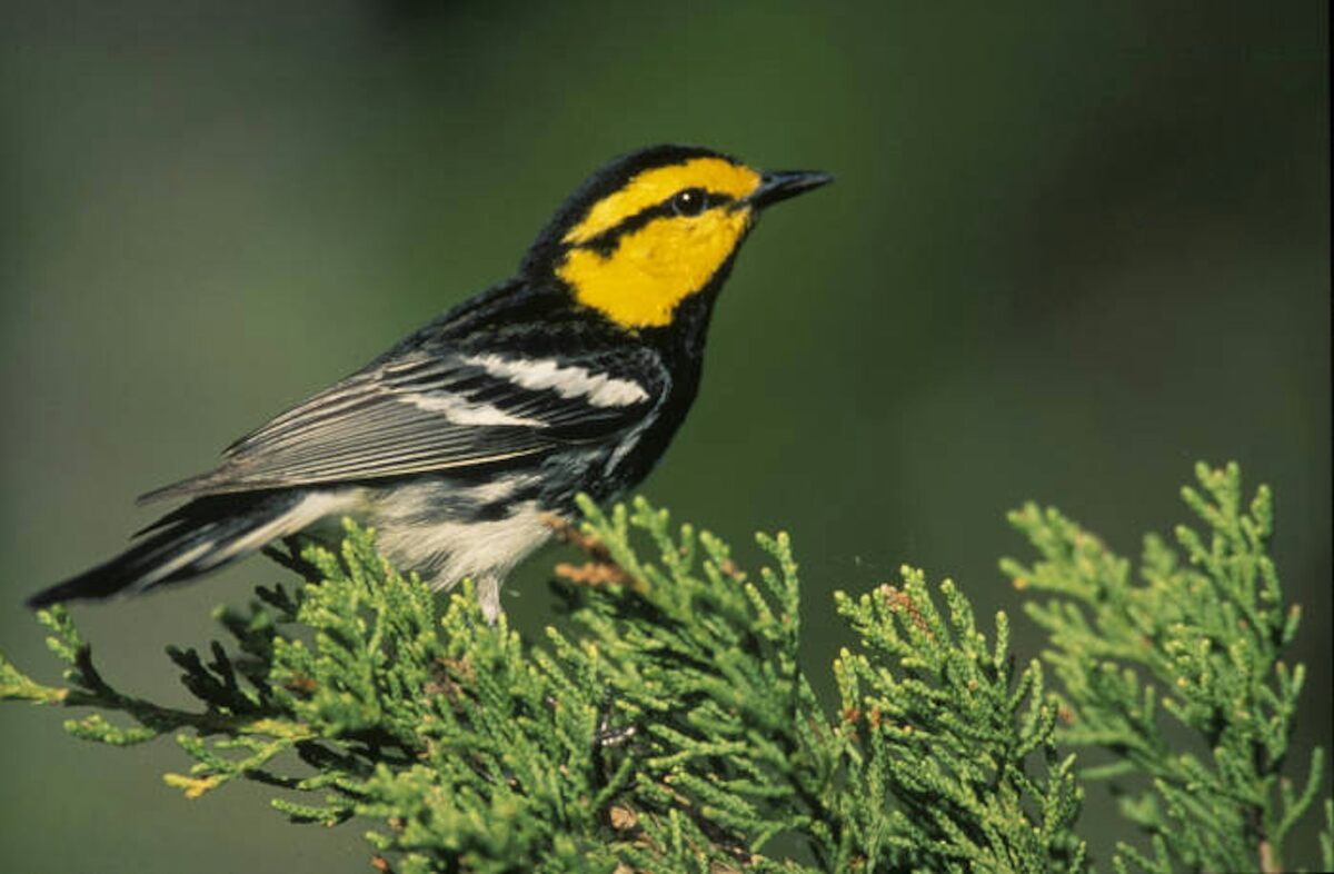  The golden-cheeked warbler breeds only in Texas, primarily in Texas Hill Country. It has been losing habitat as development expands in the region. Steve Maslowski/USFWS, CC BY 